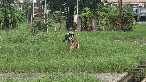 Sika deer safe after escaping to take nighttime stroll in Kaohsiung
