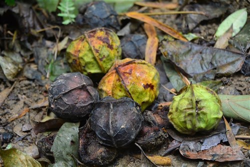 14 Taipei students fall ill after eating tung nuts, one under observation