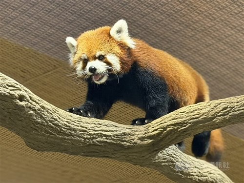 Taipei Zoo red panda Chi-Chi adjusting well in Singapore