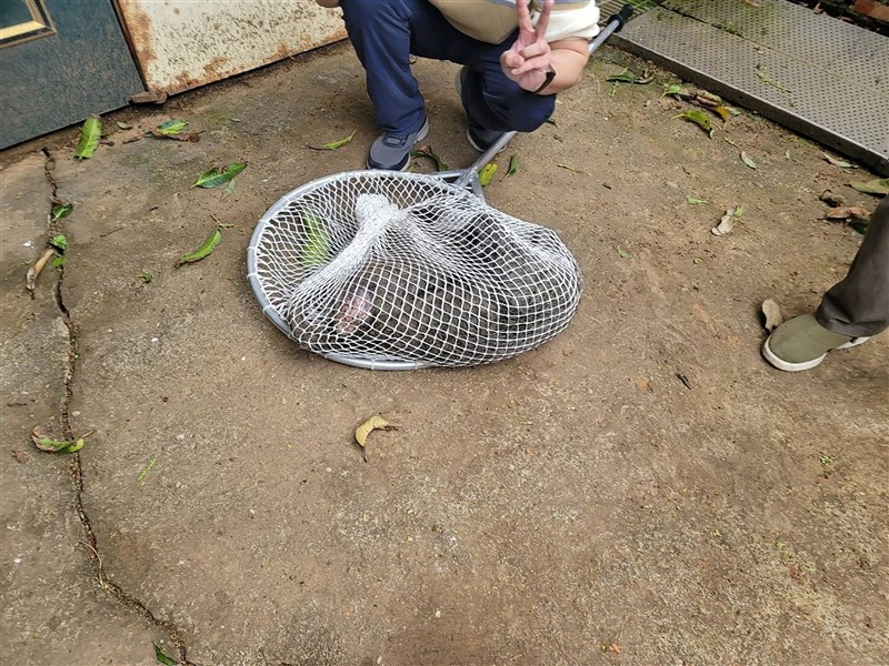 The captured baboon is shown in this photo taken in Taoyuan on March 27, 2023. File photo courtesy of a private contributor