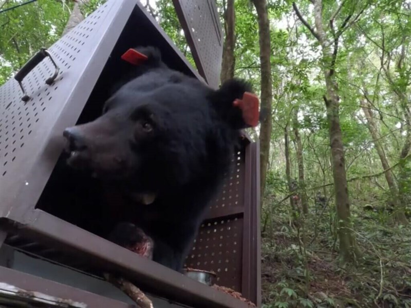 Formosan black bear Hundiv emerges from a cage when he is released into to the wild on Tuesday. Photo courtesy of Forest and Nature Conservation Agency Taitung Branch Nov. 15, 2023