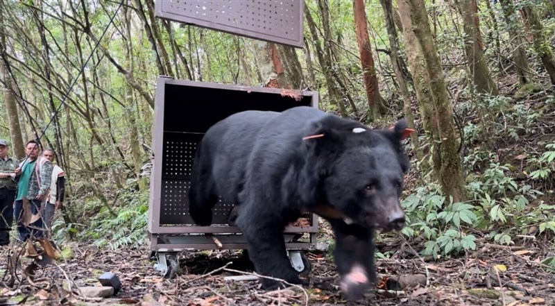 Formosan black bear Hundiv walks out of a cage when he is released into to the wild on Tuesday. Photo courtesy of Forest and Nature Conservation Agency Taitung Branch Nov. 15, 2023