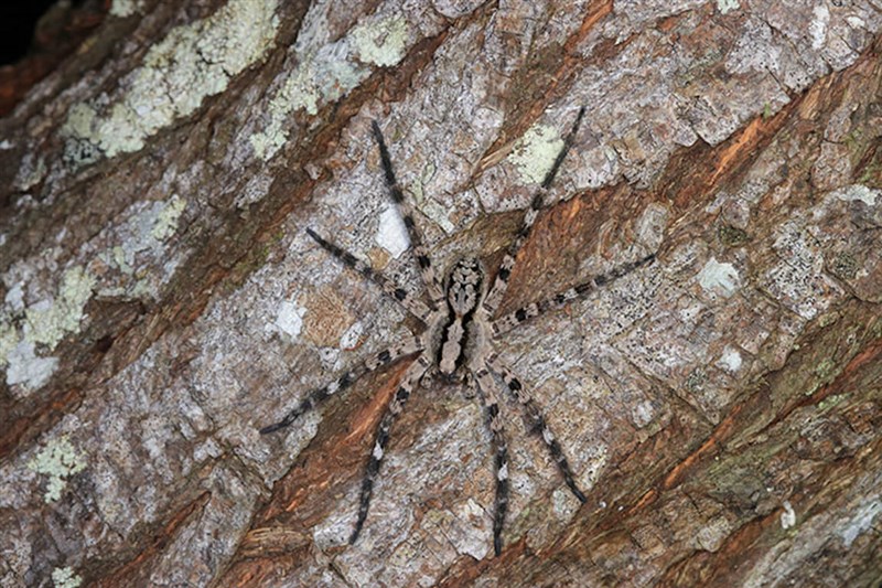One of the new spider species named Hogna arborea is seen in this undated photo. Photo courtesy of TBRI Associate Research Fellow Lo Ying-yuan