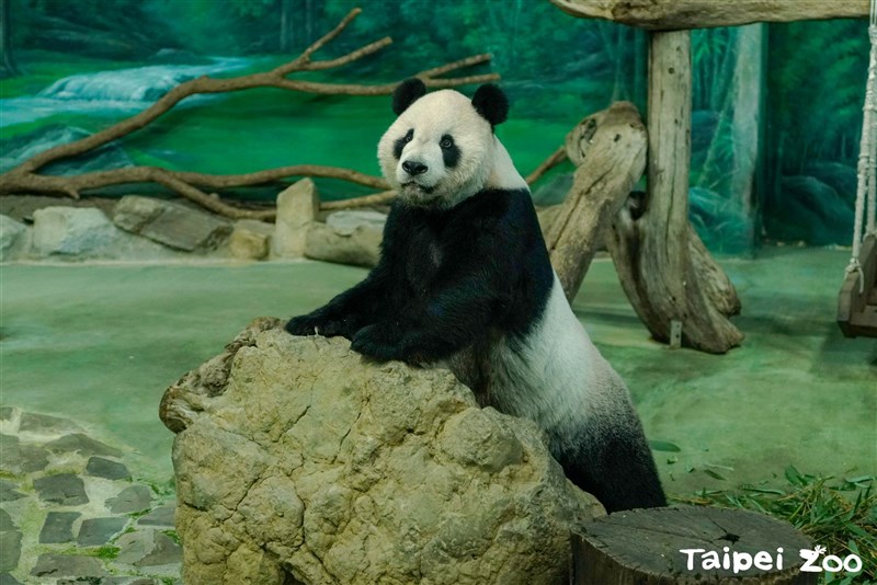 Giant panda Tuan Tuan. Photo courtesy of Taipei Zoo Nov. 17, 2023