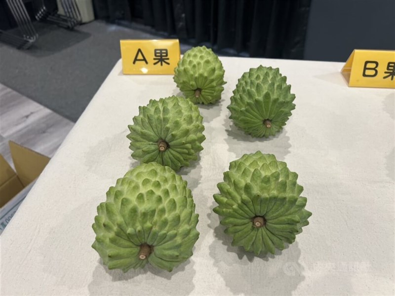 Atemoyas, a hybrid variety of custard apples, are displayed at a press event in Taipei Tuesday. CNA photo Dec. 5, 2023