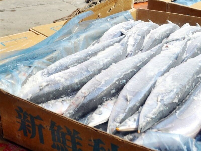 Frozen Pacific sauries are displayed in this undated photo. CNA file photo