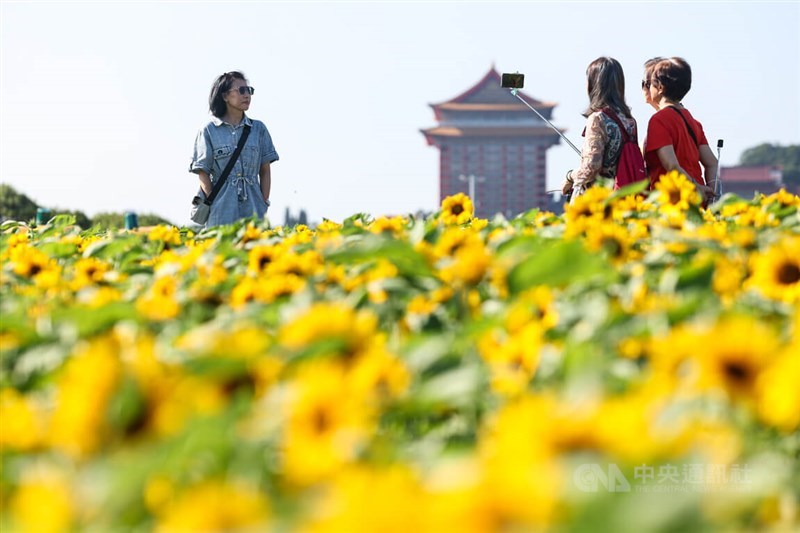 Visitors take photos in a flied of sunflowers on a sunny day in Taipei on Nov. 9, 2023