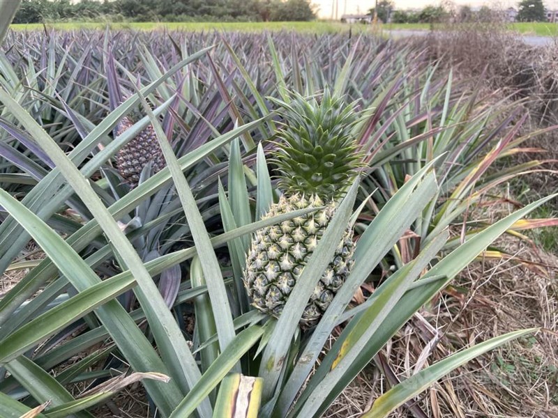 A field of pineapples in Chiayi County. CNA file photo