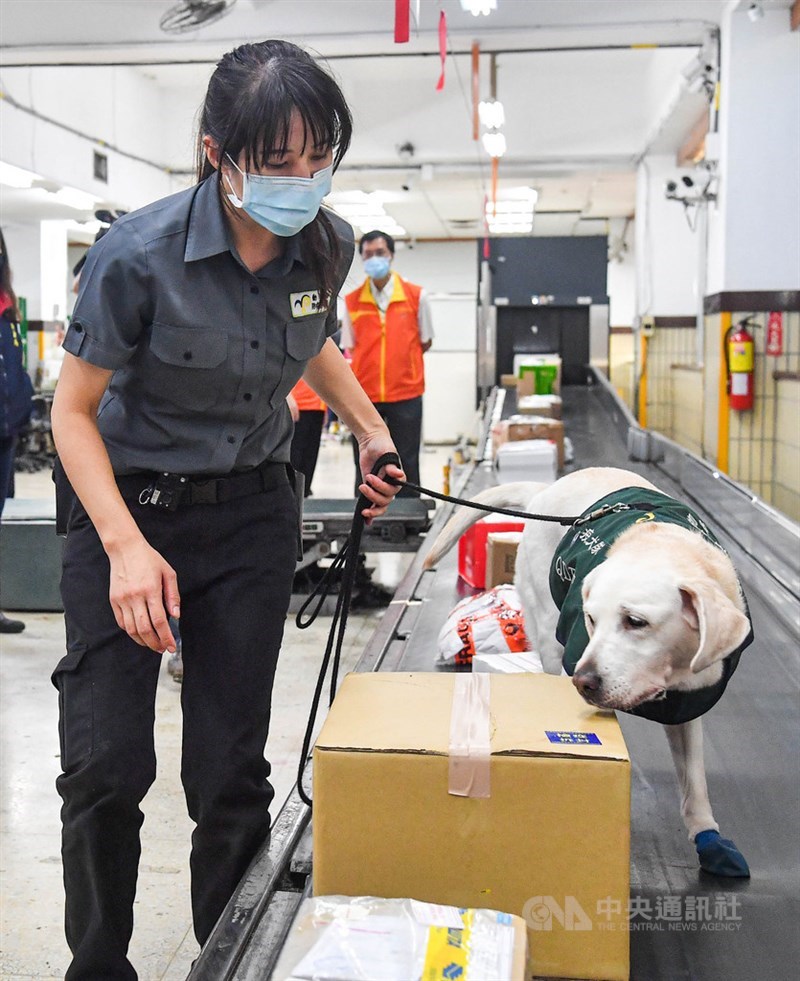 A K9 unit sniffs at arrival packages in this CNA file photo