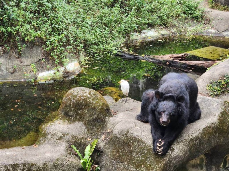 Photo courtesy of Taipei Zoo