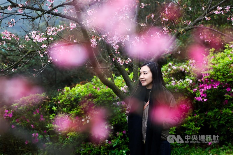 A woman poses for a picture by a cherry blossom tree in Taipei's Yangmingshan National Park on Sunday. CNA photo March 3, 2024