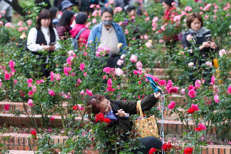 Visitors to Chiang Kai-shek Shilin Residence Park enjoy the view of roses in Taipei Sunday. CNA photo March 10, 2024