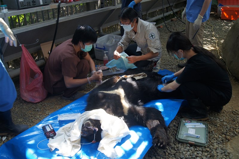 A Formosan black bear is treated by the veterinarians from the Wildlife Rescue and Research Center. Photo courtesy of Taiwan Biodiversity Research Institute, March 19, 2024