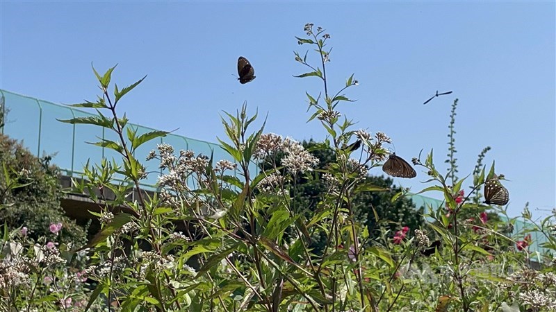 Purple crow butterflies are seen near National Freeway No. 3 in Yunlin County's Linnei Township on March 31, 2022. CNA file photo.