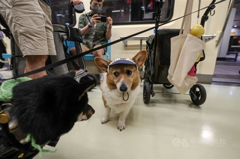 A corgi with a cap observes its fellow furry passenger with intrigue while riding a special pet friendly service on the Taipei Metro on Sunday. CNA photo March 31, 2024