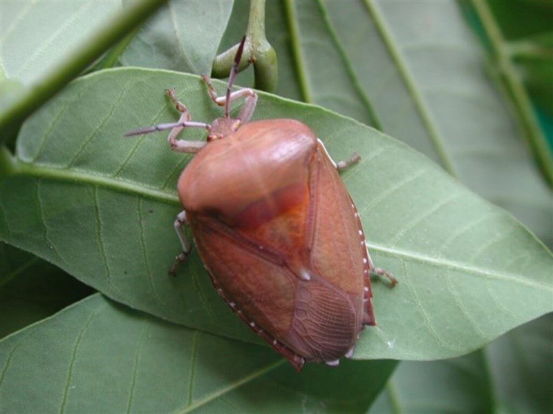 Gov't Tries New Tack On Lychee Stink Bug Control: Telling People To Eat 