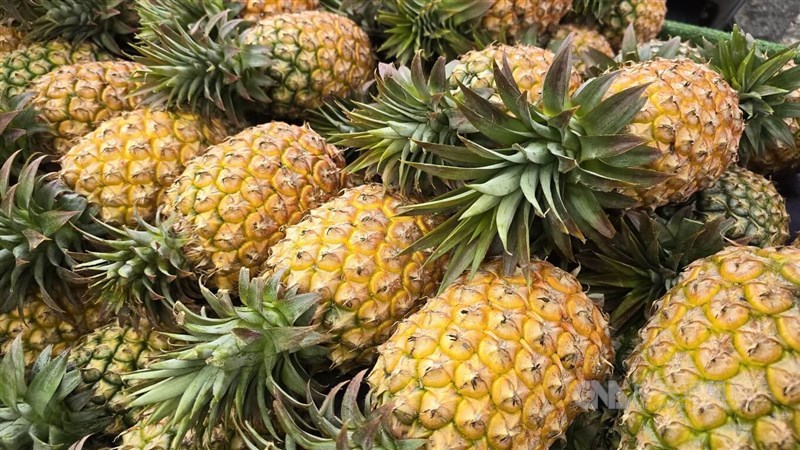 Taiwan grown pineapples are piled on top one another at a fruit stand in Kaohsiung on Tuesday. CNA photo April 9, 2024