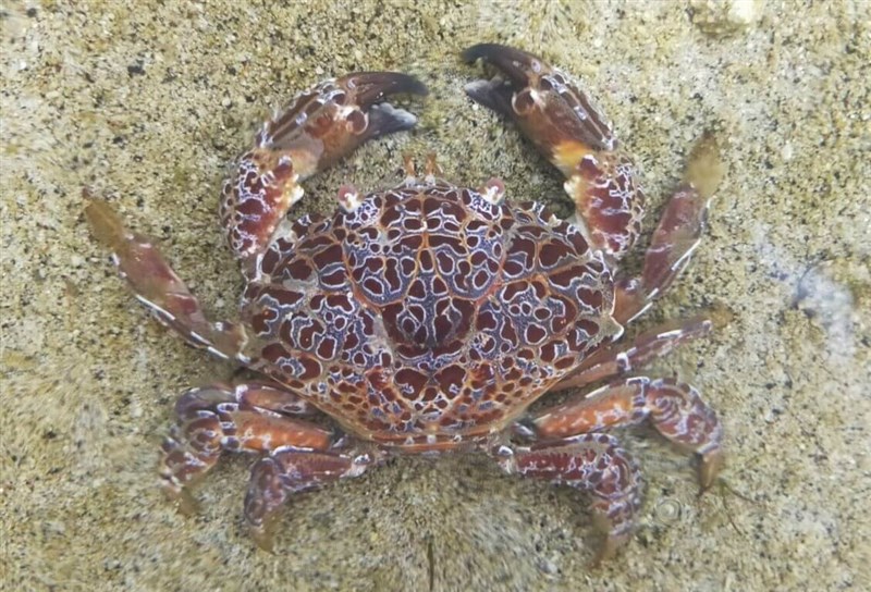 A highly toxic "devil crab" (Zosimus aeneus). Photo courtesy of Fisheries Research Institute's Penghu Marine Biology Research Center