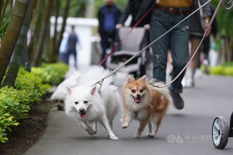 Dogs run forward while enjoying a day with their owner. CNA file photo