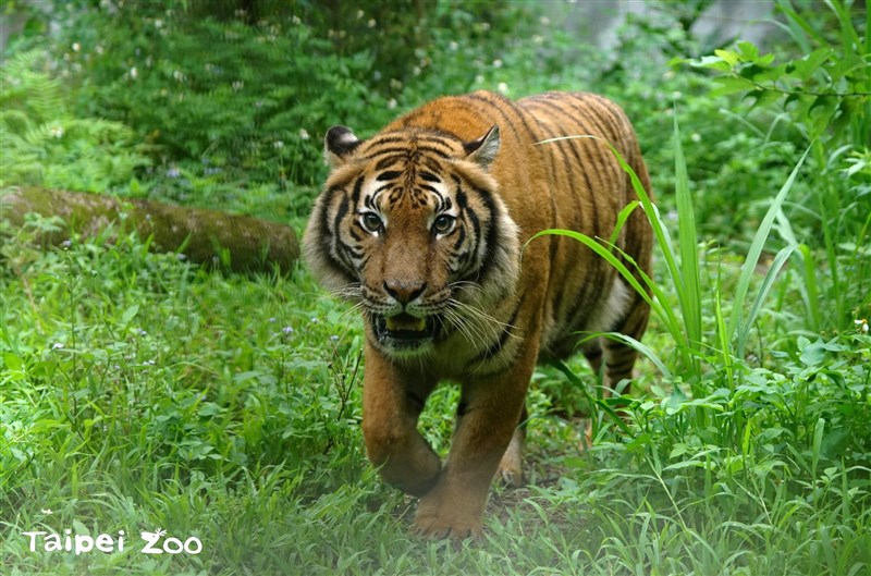 The playful Shima explores her surroundings. Photo courtesy of Taipei Zoo