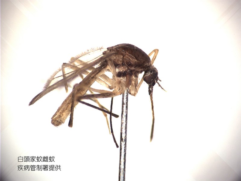 A mosquito specimen. File photo courtesy of Centers for Disease Control