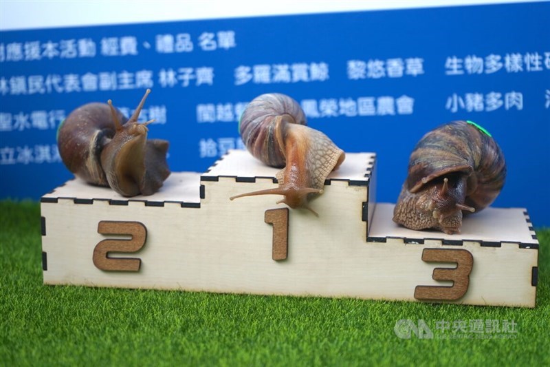 The three fastest snails at the 2024 Fenglin 2nd Annual Snail Racing International Championship take their respective places on the podium on Saturday. CNA photo May 25, 2024