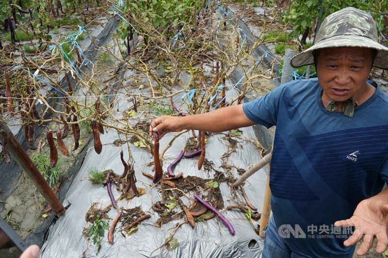 A farmer displays his eggplant crops that spoiled due to the floods brought by Typhoon Gaemi. CNA photo July 27, 2024