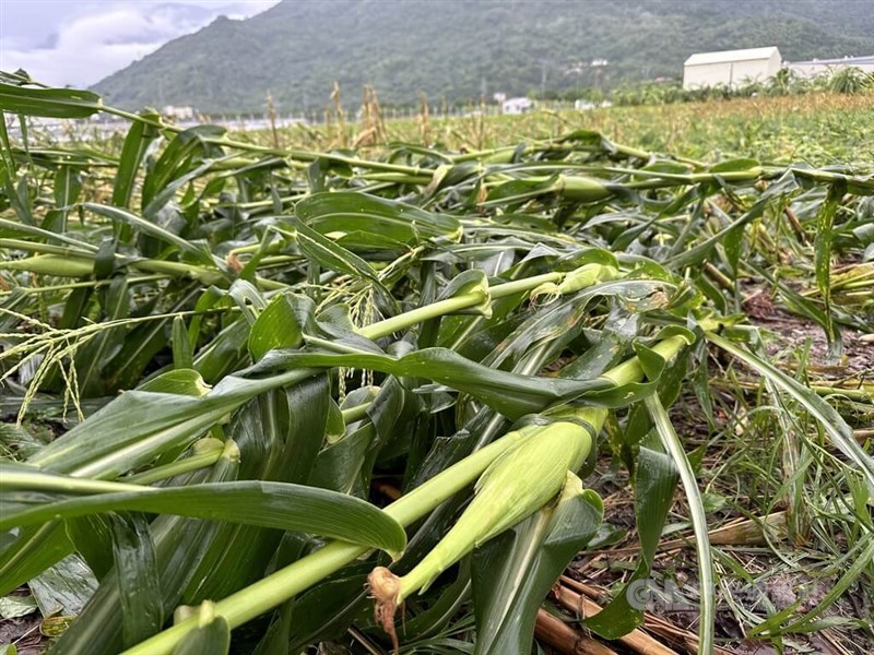 A cornfield in Hualien County in eastern Taiwan on July 25, 2024, after Typhoon Gaemi lashed through the island. CNA file photo