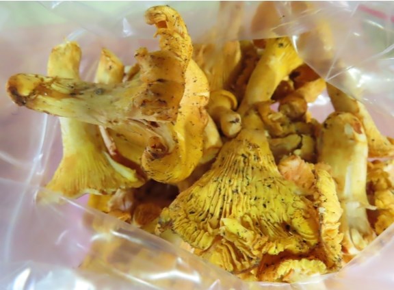 Chanterelle mushrooms. Photo taken from Taiwan's Food and Drug Administration's website