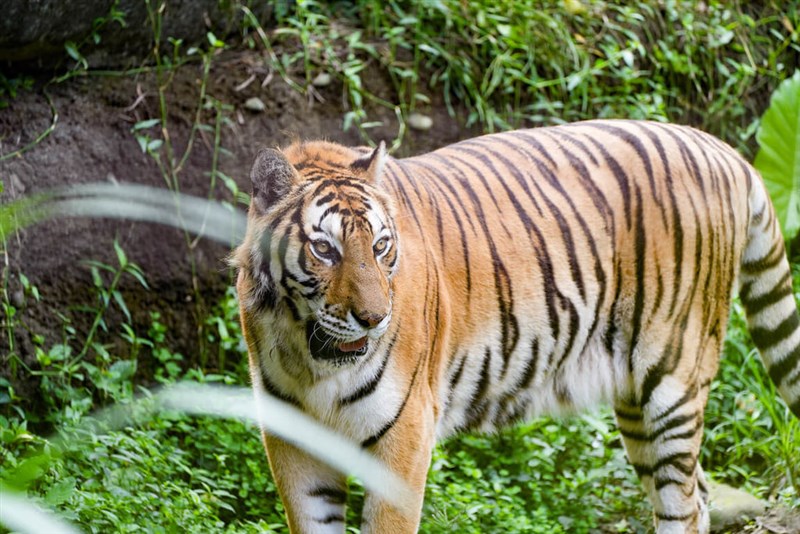 Bengal tiger Hsin-chun (新春). Photo courtesy of Taipei Zoo Sept. 4, 2024