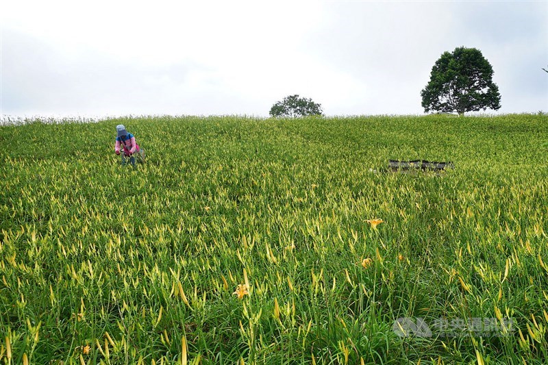 A farmer works her land in this CNA file photo for illustrative purpose