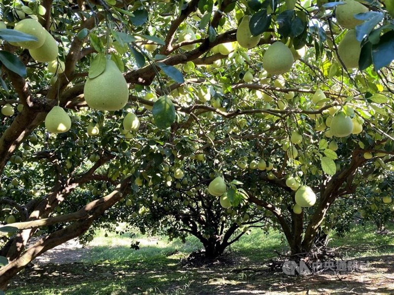 A pomelo farm in Hualien County. CNA file photo