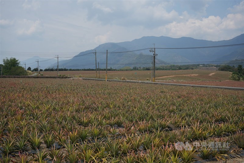 A pineapple farm in Pingtung County. CNA file photo