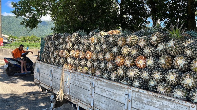 Taiwan-grown pineapples are one of the products which China announced will have its import tariff terminated. CNA file photo