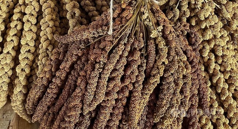 Harvested millet. CNA photo Sept. 20, 2024