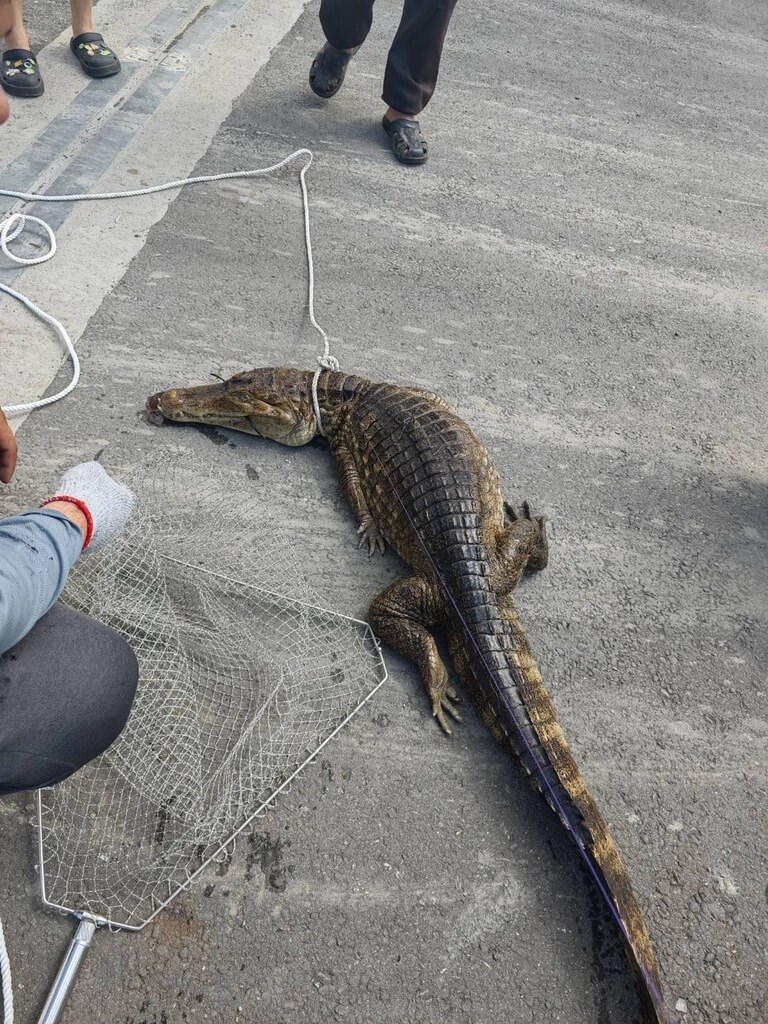 A spectacled caiman is caught by Pingtung County Department of Agriculture on Sept. 17. Photo courtesy of Pingtung County Department of Agriculture