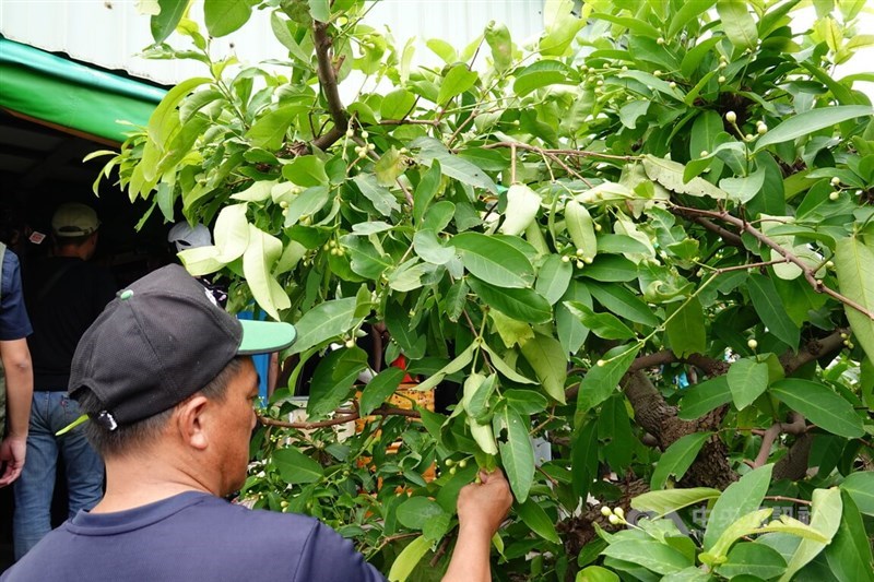 A wax apple farmer inspects his crop on Saturday. The effects of Typhoon Krathon heavily damaged local drops like wax apples, bananas and lemons. CNA photo Oc.t 5, 2024