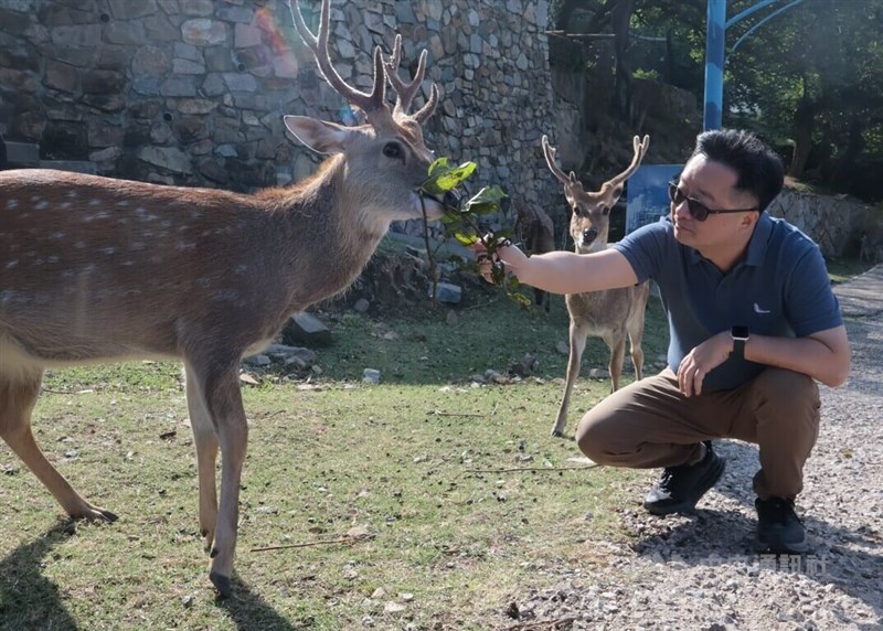 Straits Exchange Foundation Secretary-General Luo Wen-jia feeds a sika deer during his visit to the Matsu Islands Wednesday. CNA photo Oct. 16, 2024