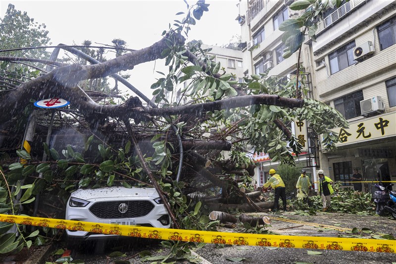 Strong winds brought by Typhoon Kong-rey bring down trees in New Taipei on Friday. CNA photo Oct. 31, 2024