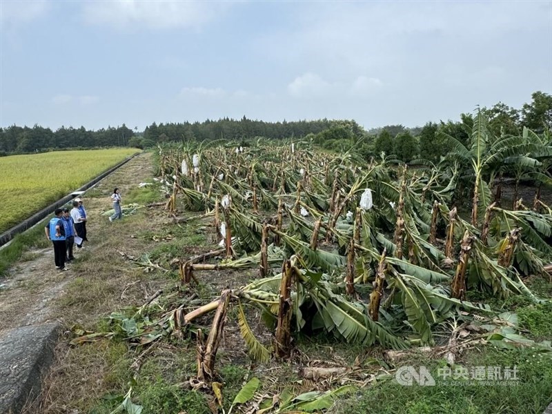 Officials inspect a banana plantation in Yunlin County on Monday. CNA photo Nov. 4, 2024