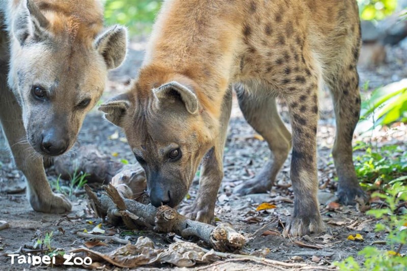 Spotted hyenas. Photo taken from zoo.gov.taipei