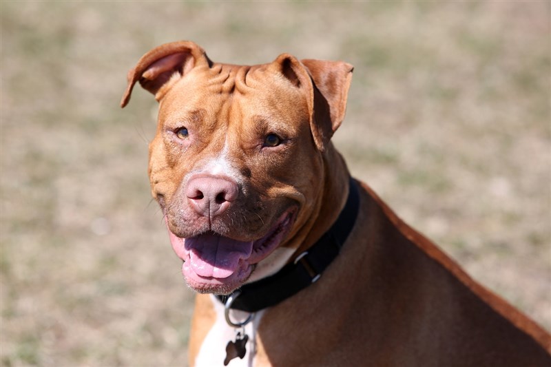 A red-nosed pit bull for illustrative purpose only. Source: Pixabay