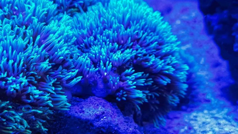 A coral blooms under the sea in this photo provided by National Sun Yat-sen University