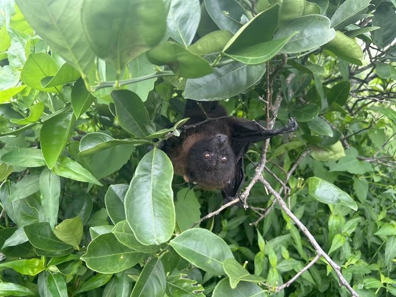 Megabat Fubao. Photo courtesy of Forestry and Nature Conservation Agency Hualien Branch Dec. 10, 2024