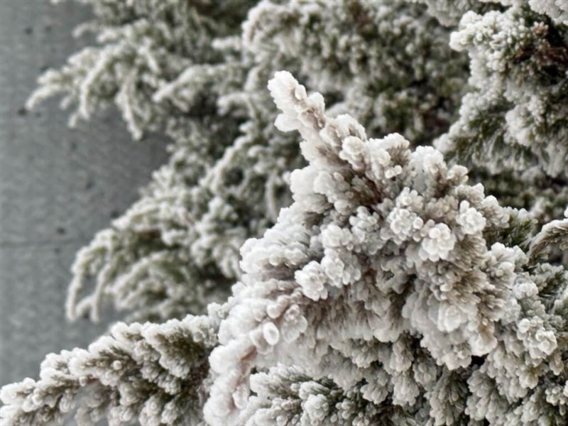 Rime ice and snow pellets are seen formed on the northern peak of Yushan on early Thursday. Photo courtesy of the CWA