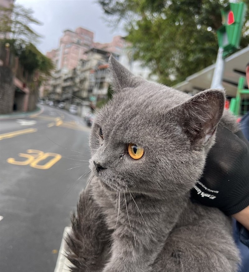 A cat found hiding in a drain in Taipei is seen in this undated photo. Photo courtesy of Taipei City Animal Protection Office Dec. 31, 2024