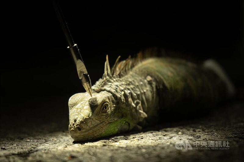 Hunters demonstrate iguana hunting method with a fishing spear. CNA photo Jan. 5, 2025