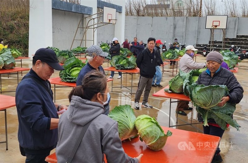 Over 30 cabbage growers take part in a competition for the largest and "prettiest" cabbages in Penghu's Magong City. CNA photo Jan. 19, 2025