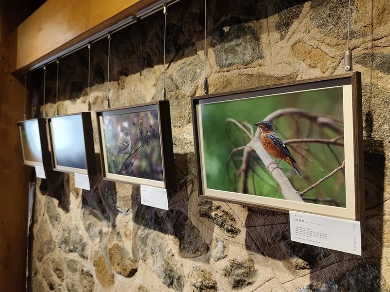 A photography exhibition on migratory birds is being held on Dongyin Island until the end of March. Photo courtesy of the Dongyin Township Administration