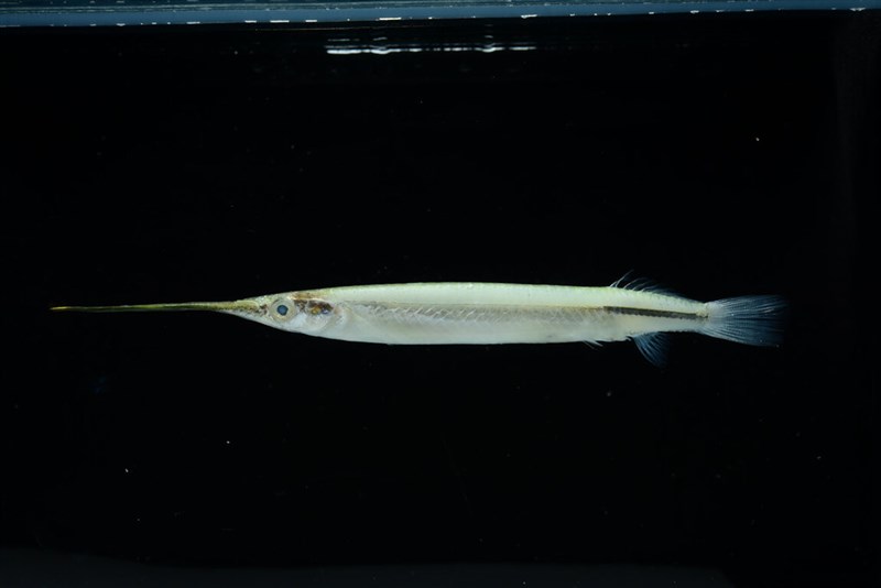 A new fish species dubbed "Zenarchopterus takaoensis." Photo courtesy of University of Taipei Assistant Professor Liao Yun-chih